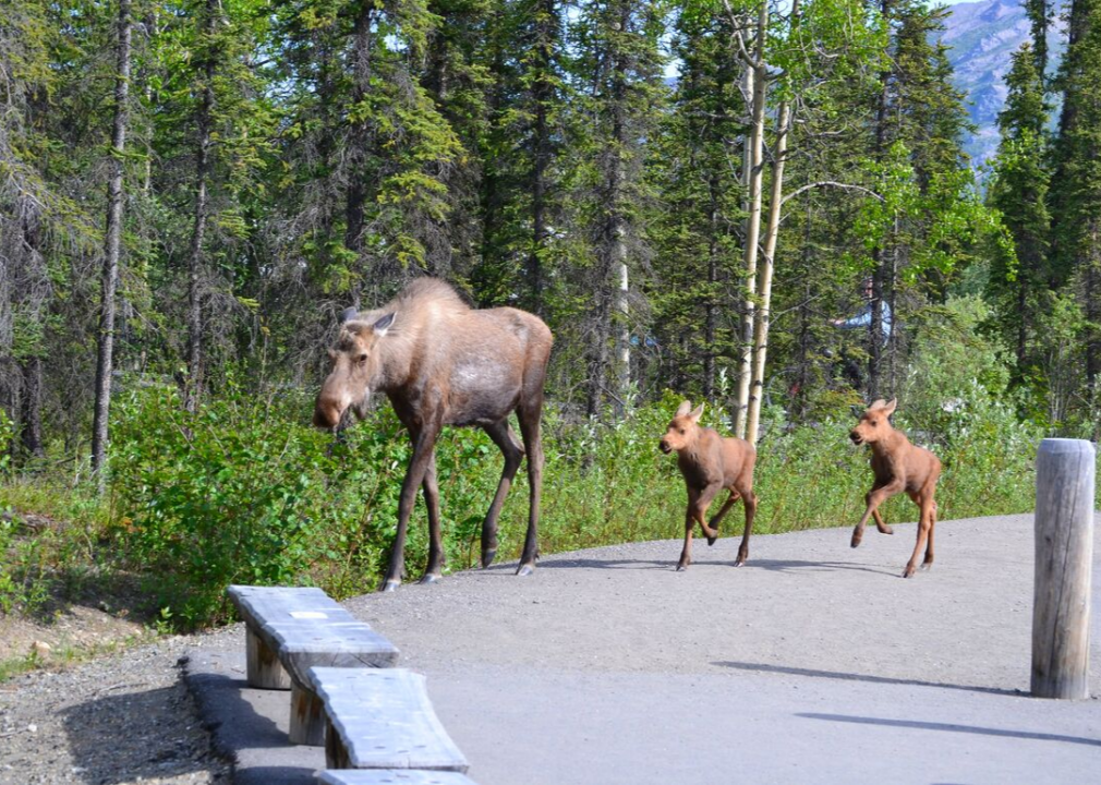 #53. Denali: Spot the Big Five